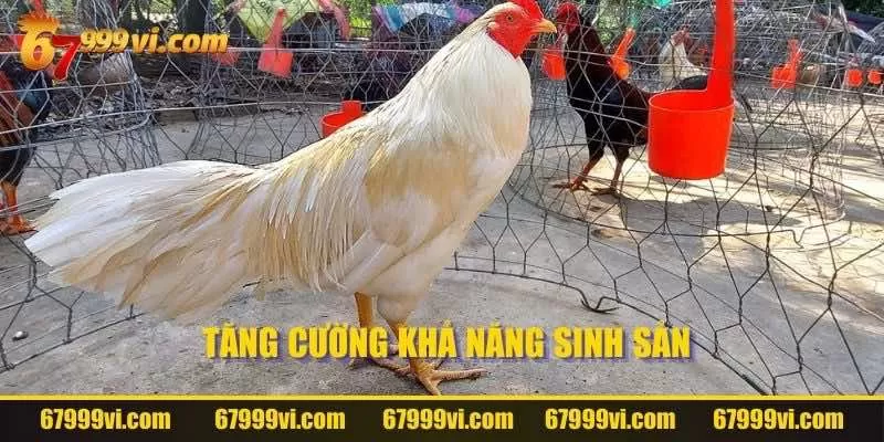 Tăng cường khả năng sinh sản