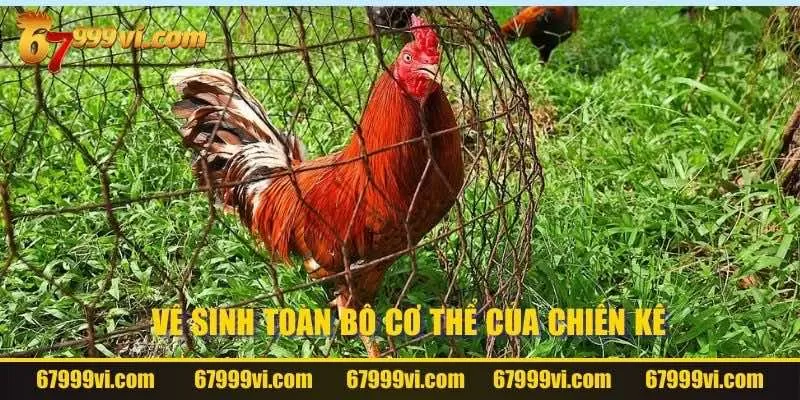 Vệ sinh toàn bộ cơ thể của chiến kê