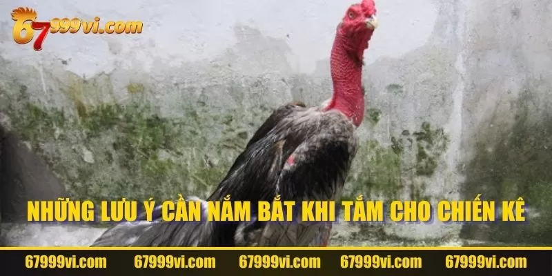 Những chú ý cần nắm bắt khi làm sạch cho kê thần