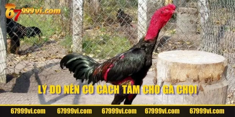 Những lý do cần nắm bắt trong cách tắm cho gà chọi