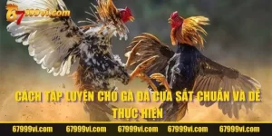 Cách Tập Luyện Cho Gà Đá Cựa Sắt