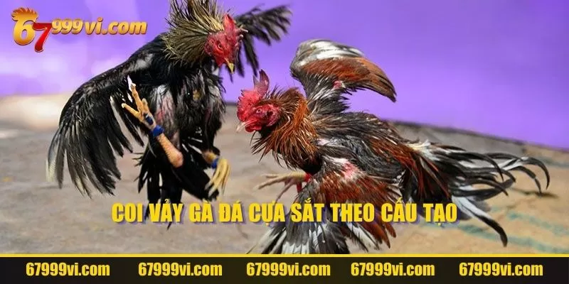 Coi vảy gà đá cựa sắt theo cấu tạo