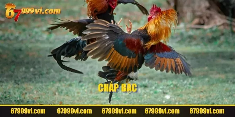 Chấp bạc