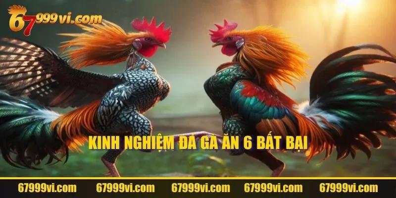 Kinh nghiệm đá gà ăn 6 bất bại