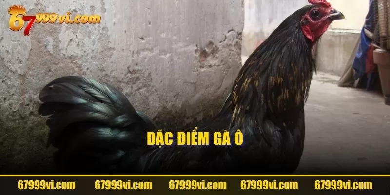 Đặc điểm gà ô