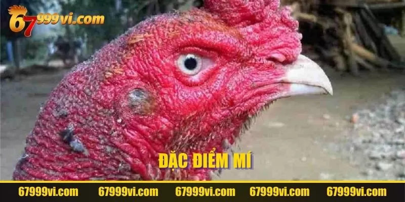 Đặc điểm mí