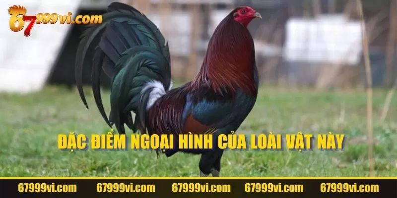 Đặc điểm ngoại hình của loài vật này