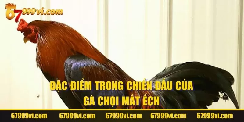 Đặc điểm trong chiến đấu của gà chọi mắt ếch