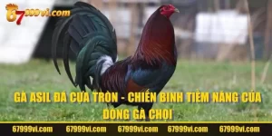 Gà Asil Đá Cựa Tròn