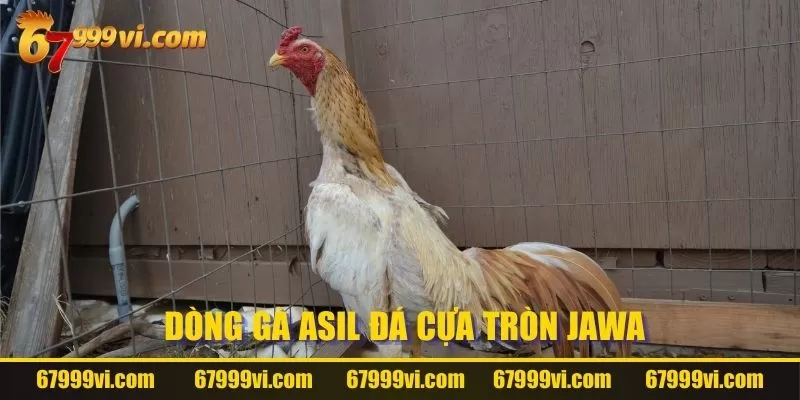 Dòng gà Asil Jawa vẻ ngoài đẹp