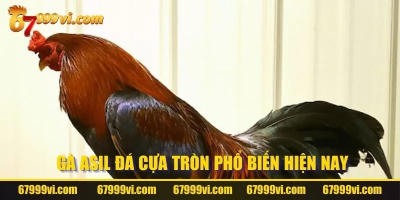 Dòng gà Asil đá cựa tròn phổ biến hiện nay