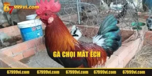 Gà Chọi Mắt Ếch