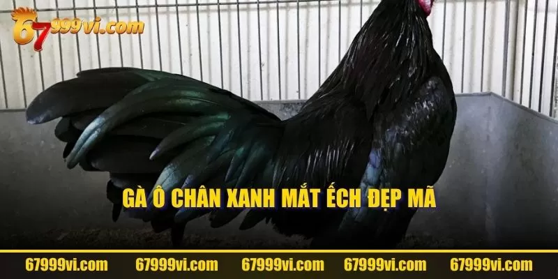 Gà ô chân xanh mắt ếch đẹp mã