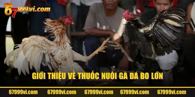 Giới thiệu về thuốc nuôi gà đá bo lớn