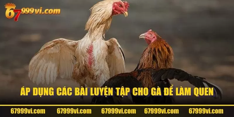 Áp dụng các bài luyện tập cho gà để làm quen