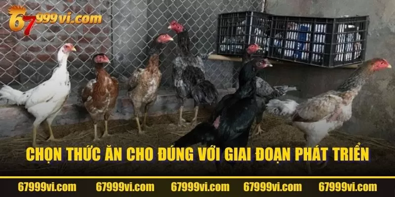 Chọn thức ăn cho đúng với giai đoạn phát triển