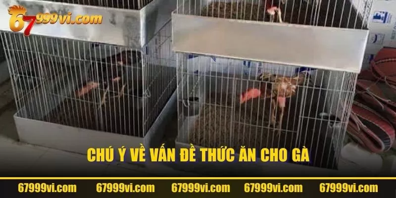 Chú ý về vấn đề thức ăn cho gà