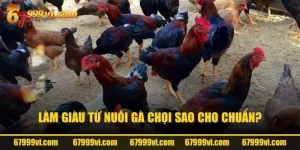 Làm giàu từ nuôi gà chọi sao cho chuẩn?