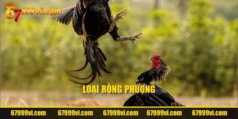 Loại Rồng Phượng