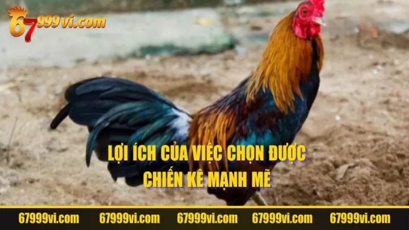 Lợi ích của việc chọn được chiến kê mạnh mẽ