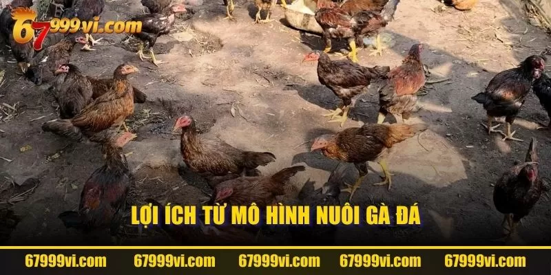 Lợi ích từ mô hình nuôi gà đá