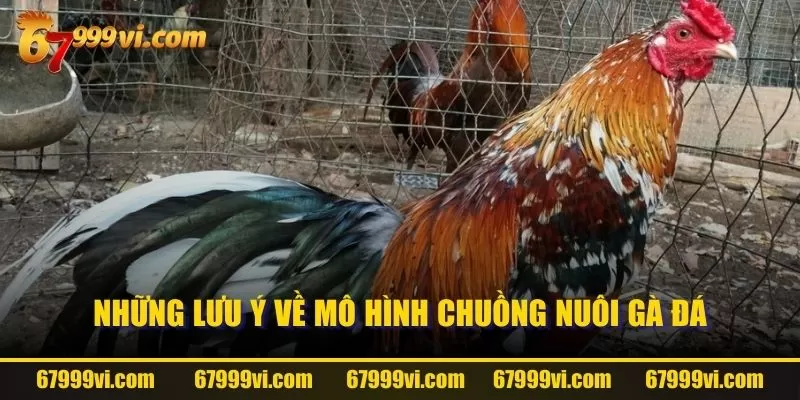 Những lưu ý về mô hình chuồng nuôi gà đá