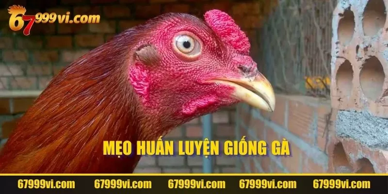 Mẹo huấn luyện giống gà