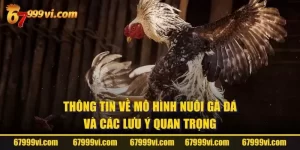 Mô Hình Nuôi Gà Đá