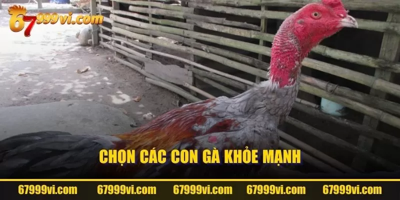 Chọn các con gà khỏe mạnh