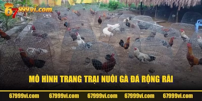 Mô hình trang trại nuôi gà đá rộng rãi