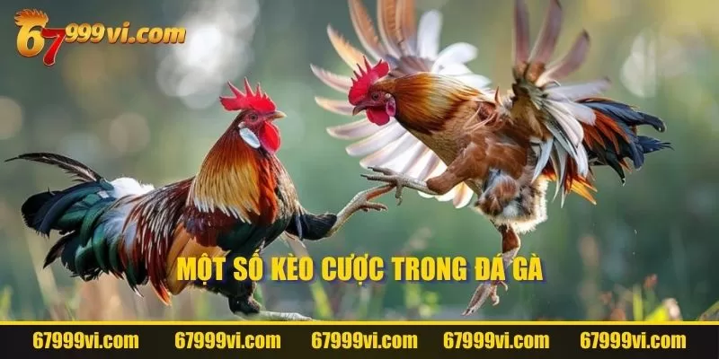 Một số kèo cược trong đá gà