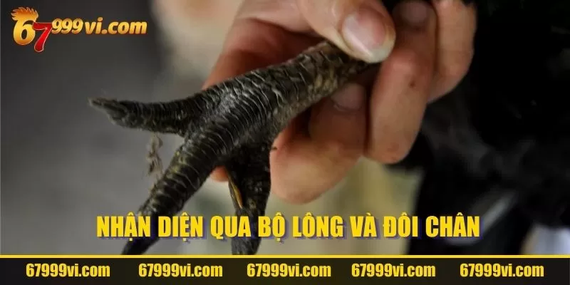 Nhận diện qua bộ lông và đôi chân