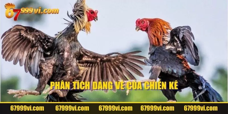 Phân tích dáng vẻ của chiến kê