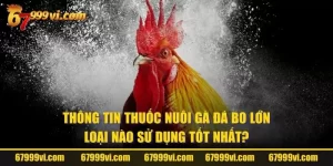 Thuốc Nuôi Gà Đá Bo Lớn