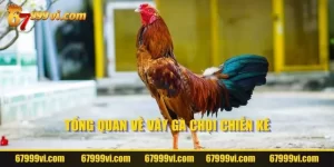 Tổng quan về vảy gà chọi thần kê