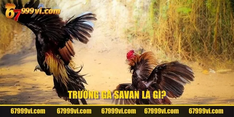 Khái niệm Trường Gà Savan là gì