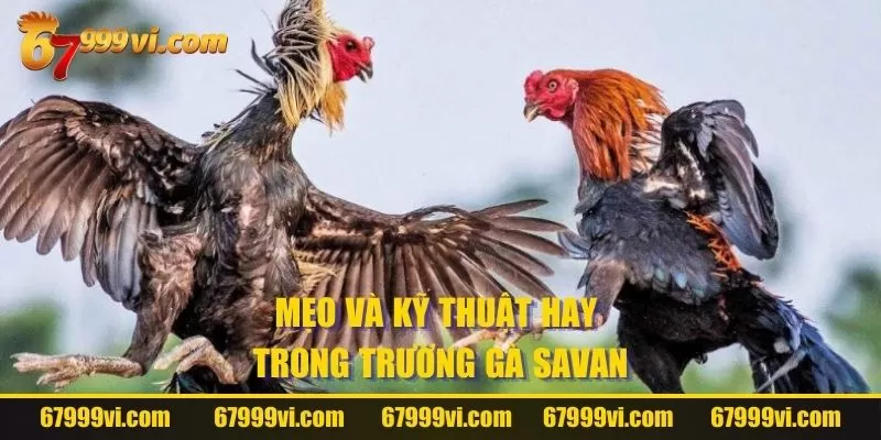 Mẹo và kỹ thuật hay trong trường gà