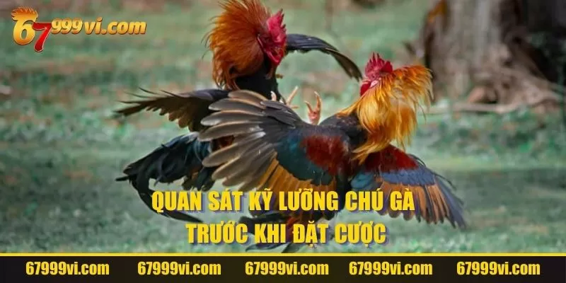 Quan sát kỹ gà trước khi cược