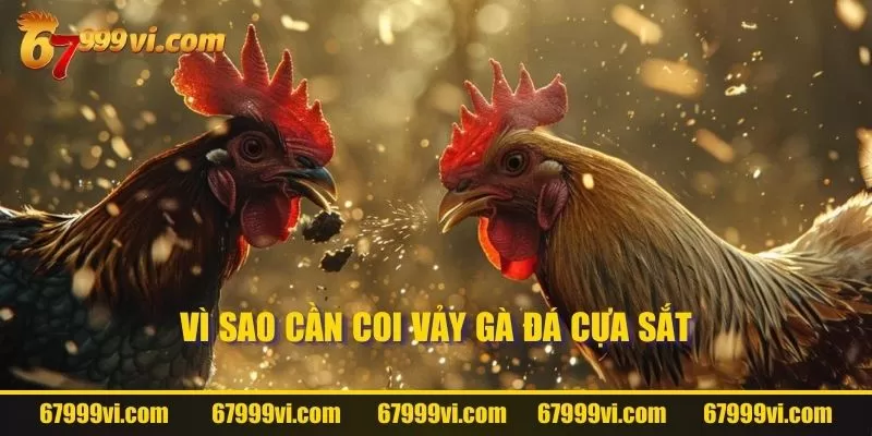 Vì sao cần coi vảy gà đá cựa sắt