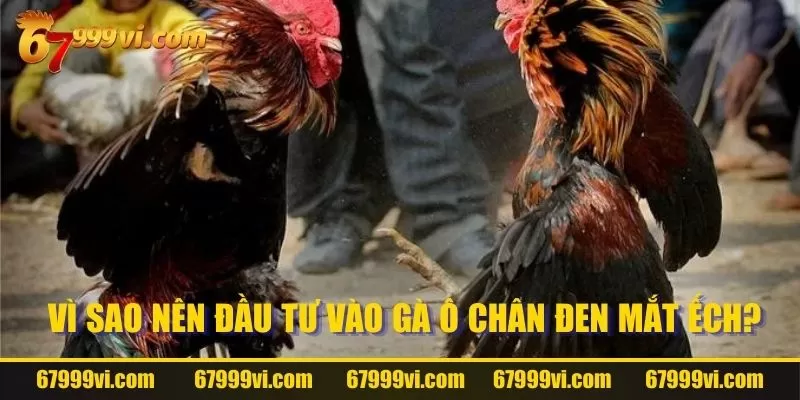 Vì sao nên đầu tư vào gà ô chân đen mắt ếch?