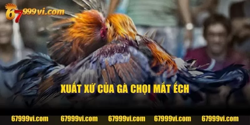 Xuất xứ của gà chọi mắt ếch