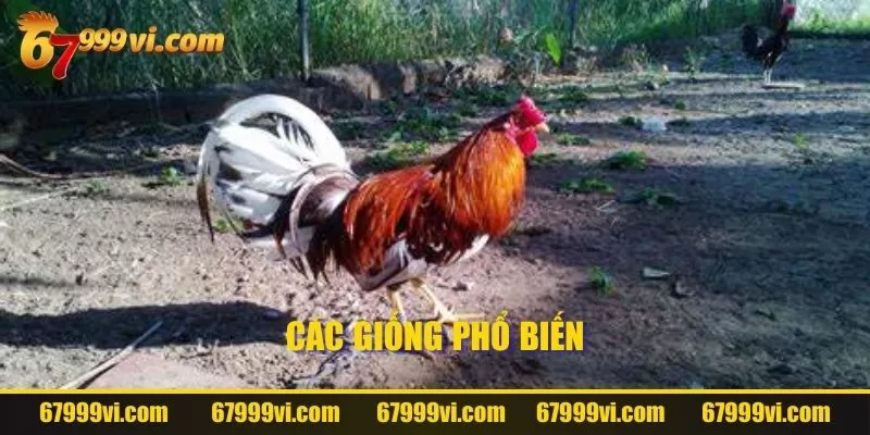 Các giống Gà Asil phổ biến