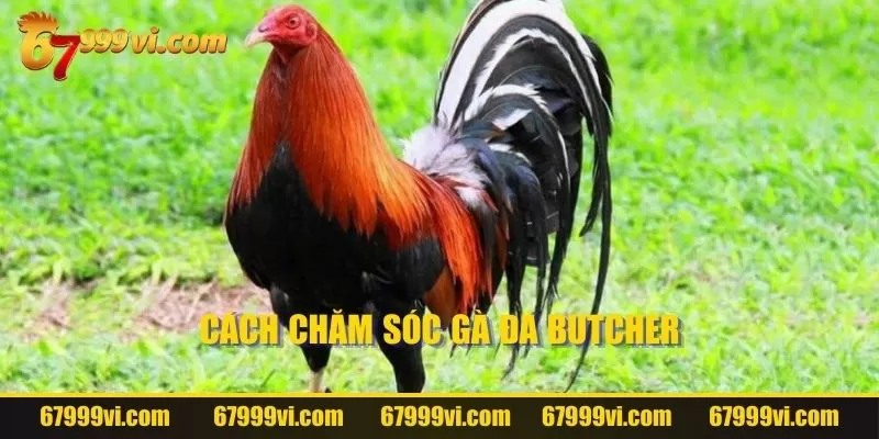 Cách chăm sóc gà đá Butcher