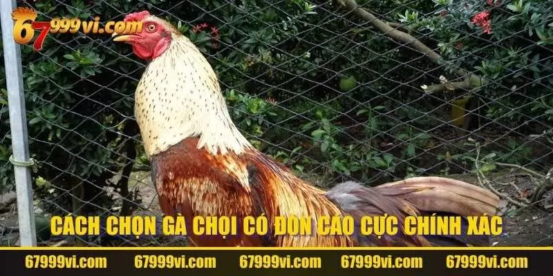 Cách chọn gà chọi có đòn cáo cực chính xác