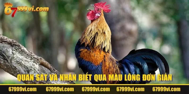 Quan sát và nhận biết qua màu lông đơn giản