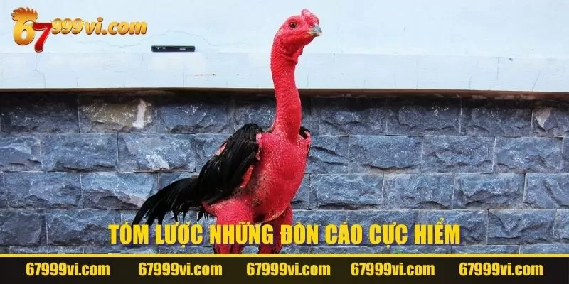 Tóm lược những đòn cáo cực hiểm