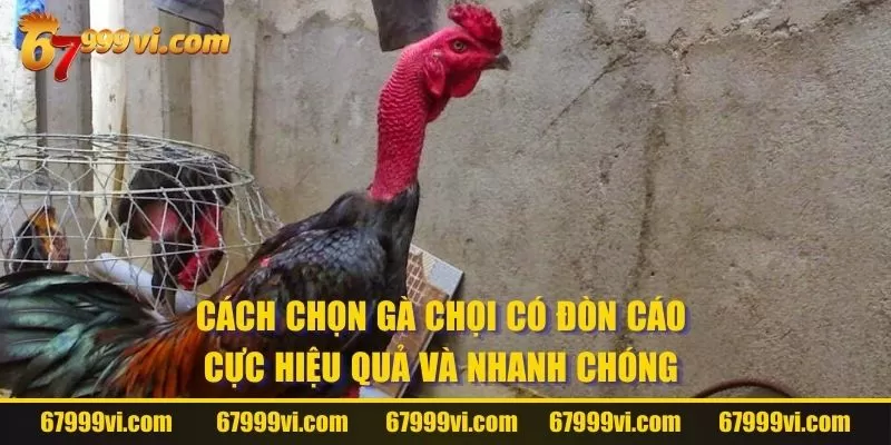 Cách Chọn Gà Chọi Có Đòn Cáo