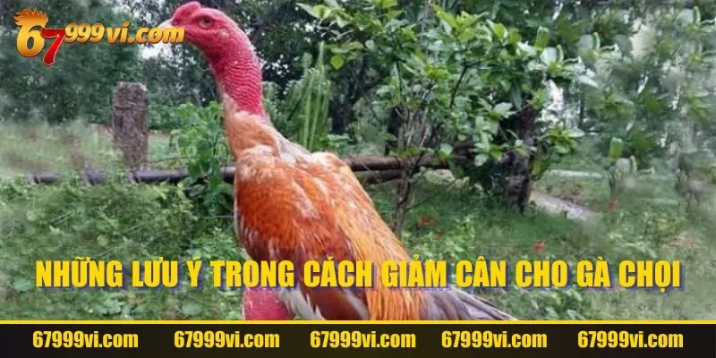 Những lưu ý cần nắm bắt khi giảm cân chiến kê