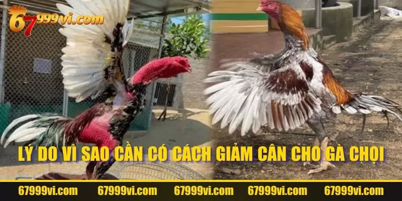 Những lý do không nên bỏ qua khi giảm cân của gà