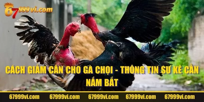 Cách Giảm Cân Cho Gà Chọi